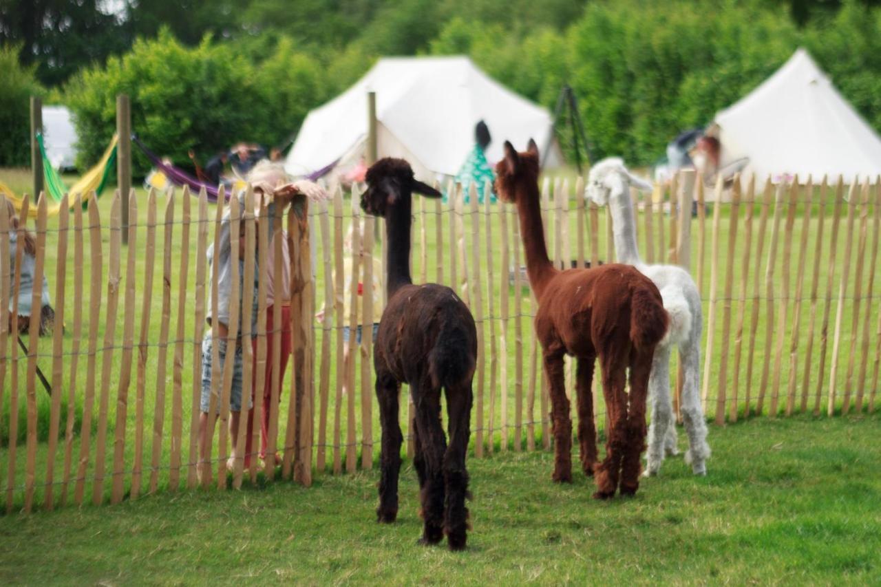 Wereldse Bell Tenten Met Alpaca'S Paasloo エクステリア 写真